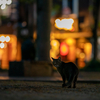 近隣繁華街のねこさん