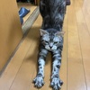 ふてぶてしい・・態度なんですが