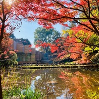 ホテルニューオータニの日本庭園と日比谷公園の紅葉パトロール 平日腰掛けolのメモ帳 ホテルニューオータニの日本庭園と日比谷公園の紅葉パトロール 平日腰掛けolのメモ帳