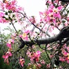 トックリキワタと龍王神社