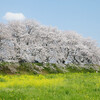 桜ほぼ満開