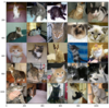 PyTorch (9) Transfer Learning (Dogs vs Cats)