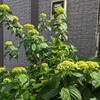 我が家の紫陽花