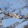 Leica SL2-Sで桜を4K60Pで撮影したら、非常に綺麗だった！