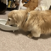 ココの病状 その1。