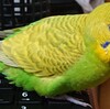 ４月１１日の相場を見てみたよ　チュン