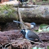 クロズキンガビチョウ Black-hooded Laughingthrush