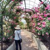 神戸町ばら公園&大野町バラ公園および道の駅池田温泉2025年5月中旬