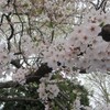  こうた花見（善福寺公園）