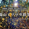 バス無しで混雑回避！茨城県側・鶏足山登山口から向かう「焼森山ミツマタ群生地」