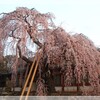 桜開花情報