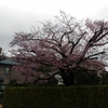 桜の到来を告げる桜　静岡池田街道理研近くの桜