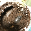 奄美コクワ