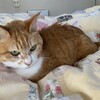 睡眠不足