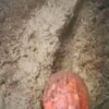 CGC黒ちゃんデス！