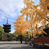 京都「東寺」黄葉　2025