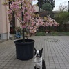 ソメイヨシノat井の頭公園