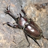 日本のカブトムシと海外のカブトムシを比べてみたよ