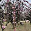 保土ヶ谷公園の梅　まだまだ開花中