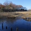 さいたま市西区　秋葉の森総合公園の湧水と湿地