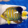 【現物7】インドニシキヤッコ 10cm±!海水魚 ヤッコ15時までのご注文で当日発送【ヤッコ】