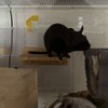 くろごまあん二世 153日目