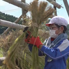 門前東小学校の生徒さんが昔ながらの稲刈りやハサ干しを体験しました d(ﾟдﾟ*)