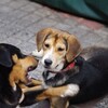 犬の本能に根ざした黙らせ方 訓練なしで無駄吠えがピタっととまる しつけくん 犬の本能に根ざした黙らせ方 訓練なしで無駄吠えがピタっととまる しつけくん