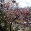 河津桜満開！