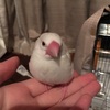 文鳥に新しいおもちゃを買い与えてみた