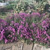 小菊