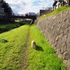 今日の柴犬の小麦さん