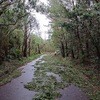 台風第一弾のあとに🍀