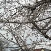 チラホラ咲きでも