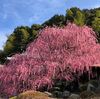 東大寺のお水取り　きょうから本行、練行衆が参籠宿所入り