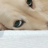 眠い犬