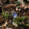 1月でも咲いている身近な花たち　