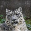 ヴァルデマール