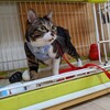 キャットフードの事を語ります