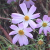 10月7日誕生日の花と花言葉歌