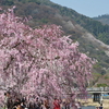 桜の撮影。