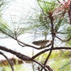 ヒマラヤムシクイ Blyth's Leaf Warbler