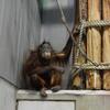 オラウータンの握力は凄いな。指一本で巨体を支えるくらい？？雪が残る旭山動物園まで札幌からのんびり片道３時間くらいのドライブPART６