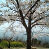 さくらと菜の花　海と空