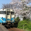 桜の開花 ほぼ平年並みか早く