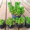 増えすぎた『虹の玉』の植え替えとカット
