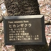 昭島市昭和公園「緋寒桜」