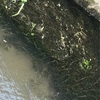 千葉の水路。ギバチやスナヤツメ
