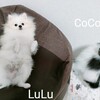 Lazy LuLuちゃん