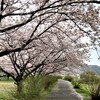 川べりの散歩道も華やか